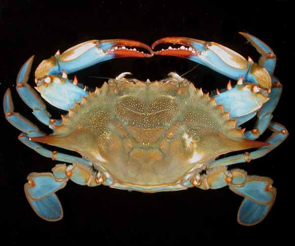 Callinectes sapidus (blue crab)